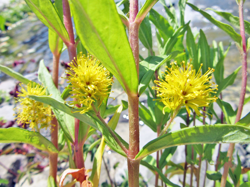 Blüten und Blätter des Straußgilbweiderichs